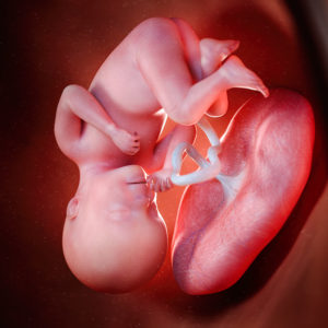 3d rendered medically accurate illustration of a fetus week 27